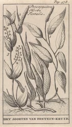 3種類のイワシ Potamogeiton Herba Fontalis / Fountain-herb の乾燥種 (オブジェクトのタイトル)