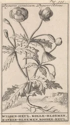 ポピー Papaver erraticum、ケシ Rhoeas / Wilden-heul。 コレの花。 がんの花。 Rooden-heul (オブジェクトのタイトル)