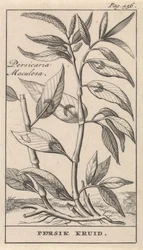 桃のハーブ Persicaria Maculosa / 桃のハーブ (オブジェクトのタイトル)