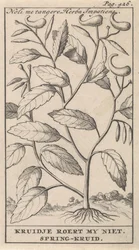 春のハーブ Noli me tangere、Herba Impatiens / Kruidje は私を動揺させません。 春のハーブ (オブジェクトのタイトル)