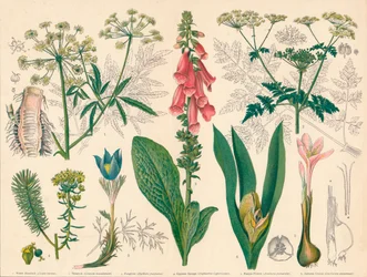 「英国の有毒植物」、19 世紀半ばから後半。