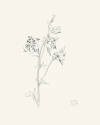コロンバインの花のスケッチ