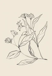 繊細な植物画