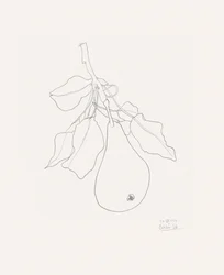 繊細な洋ナシの絵