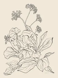 優雅な植物画