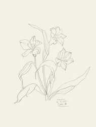 エレガントな花の線画