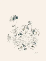 パンジーの植物スケッチ
