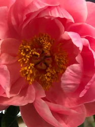 構図 - 花、2019年（写真）