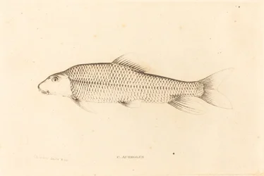 C.アウレオルス