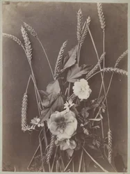とうもろこしの花の研究
