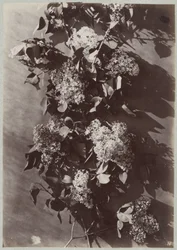 枝のある花の研究