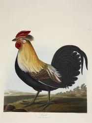 コック（Phasianus）、「A Selection of British Birds」より、パブ。1835年（手彩色彫刻）。