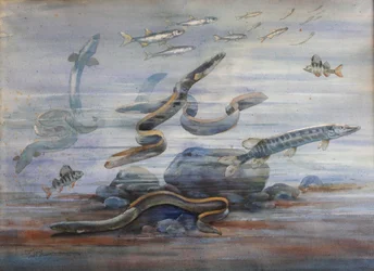 海の魚、1907年頃（水彩）