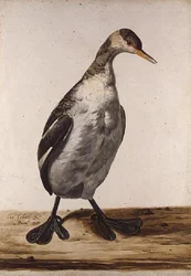 The Greater Loon（水彩・紙