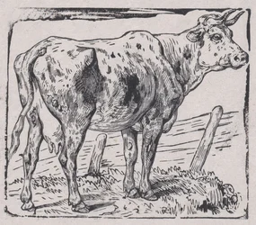 牛、カリフォルニア州。 1853年。