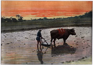 日本の米プランテーションの準備、c1890