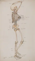 研究[人間の骨格（骨のキャプション付き）]、1884年頃（水彩）