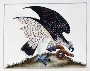 ヘビと猛禽類、1808-21