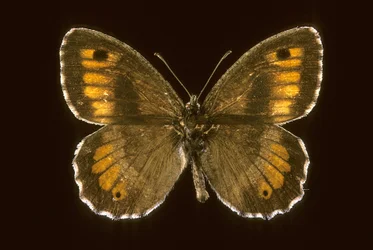 Arethusana arethusa/Small agreste
