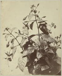 フクシアの花のある静物