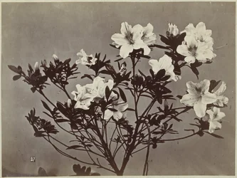 ユリのある花の静物