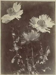 ケシの花のある静物