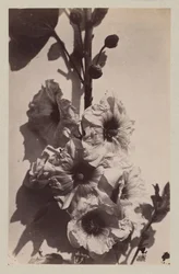 タチアオイのある花の静物