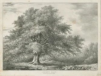 リッチフィールド-["Dr. Johnson" s "]ウィローツリー：リトグラフ、nd [1789-1850]