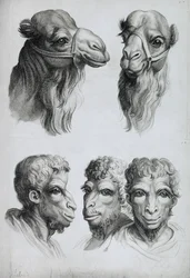 ラクダの頭と男の類似点、ルブランの「描き始めた人のための肖像本」から