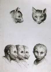猫の頭と男の類似点、ル・ブラン著「描き始めた人のための描写本」より