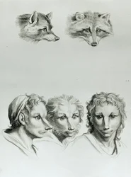 キツネの頭と男の類似点、ルブランの「描き始める人々のための描写本」から