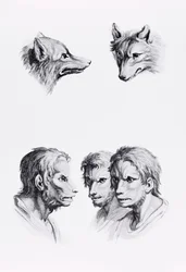 オオカミの頭と男の類似点、ル・ブラン著「描き始めた人のための肖像本」から
