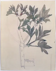 ウォルバーズウィック長老、1915年（紙と鉛筆）