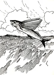 飛魚、1912