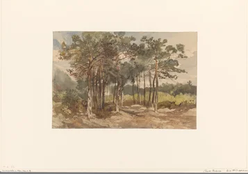 Driebergen 近くの森の木々 のグループ