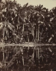 テティアロア - 1880 年代または 1890 年代のパウモツ ラグーン。