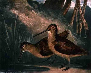 ヤマシギ、『British Feather Game』第4図版、作者による版画、R・アッカーマン刊、c.1810