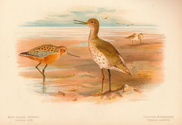 Bar-Tailed Godwit Limosa rufa、Common Redshank Totanus、1900、1900