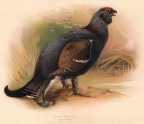 クロライチョウ Tetrau tetrix、1900年、1900年