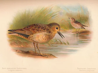バフブレストサンドパイパーTringites rufescns、BartramsサンドパイパーBartramia longicauda、1900、1