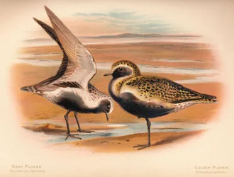 グレープロバーSquatarola helvetica、ゴールデンプロバーCharadrius pluvialus、1900年、1900年