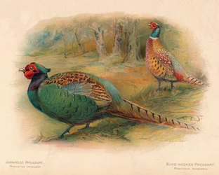 日本のキジPhasaianus versicolor、リングネックのキジPhasaianus torquatus、1900年、190年