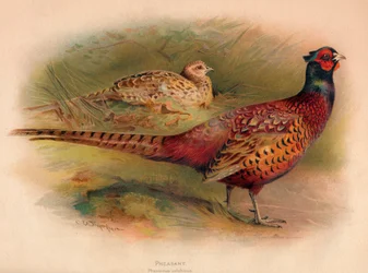 キジ、Phasianus colchicus、1900、1900
