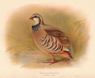 アカアシイワシャコCaccabus rufa、1900年、1900年