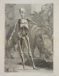 Skeleton and Rhinoceros, Tables of the Skeleton and Muscles of the Human Body, by Bernhard Siegfried Albinus