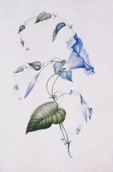 青のヒルガオ、1832年（紙にトイレ）