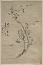 満開の梅の切り枝