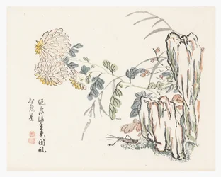 菊、からし菜園 マニュアル