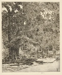 ジャイアントニレ、1929年