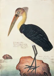 アルデアアルガラ、マラッカの鳥の絵、1805-18年頃（紙にトイレ）